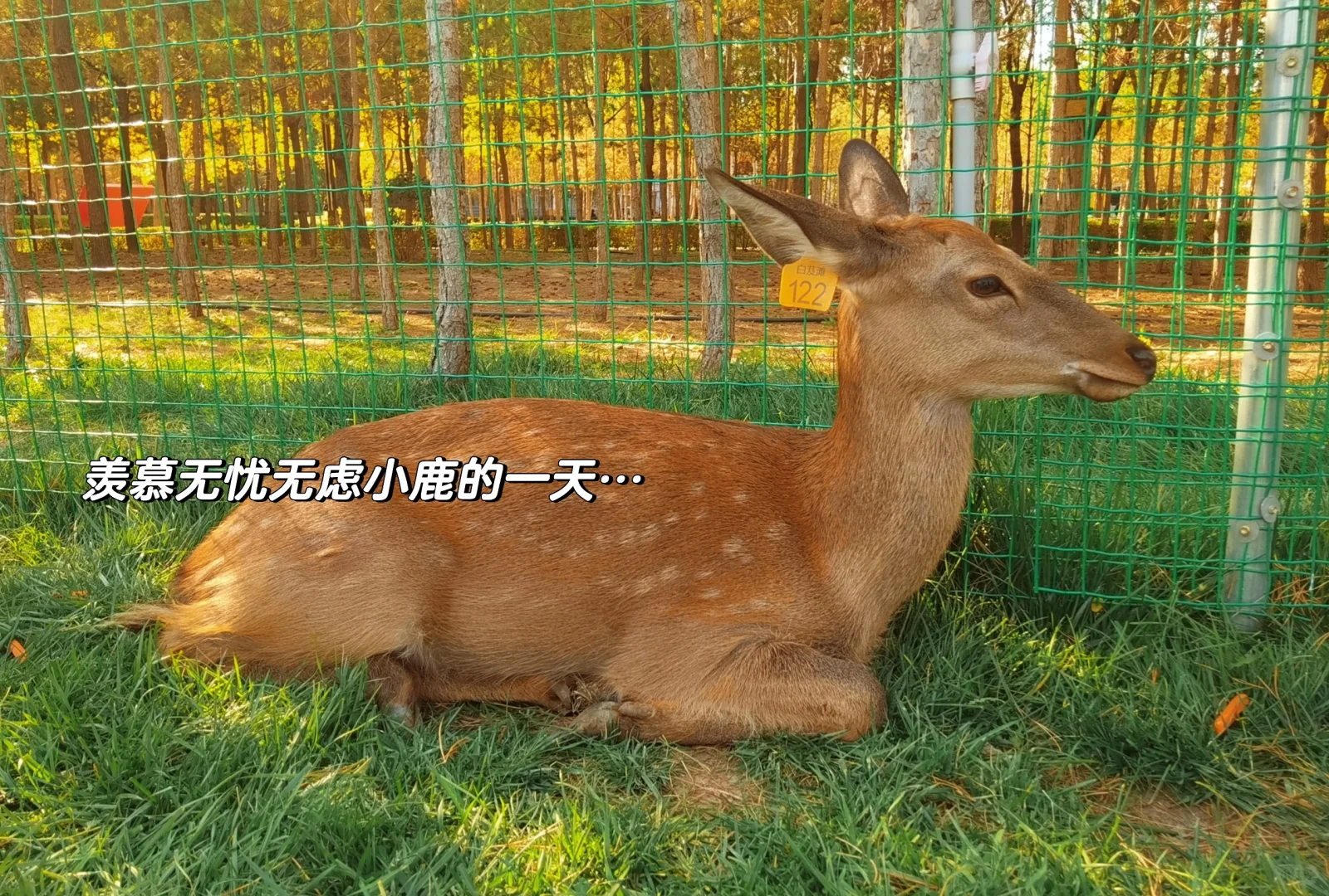 移植前必知：医生不会告诉你的注意事项